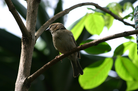 grey-headed sparrow