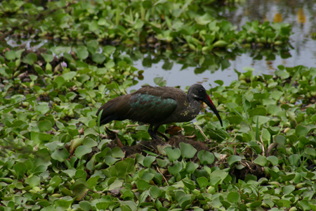 hadada ibis