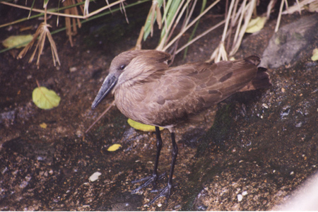 hamerkop