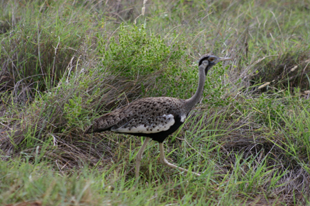 hartlaub's bustard