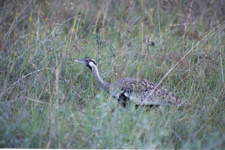 hartlaub's bustard2