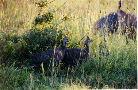 helmeted guineafowl