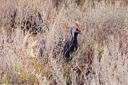 helmeted guineafowl2