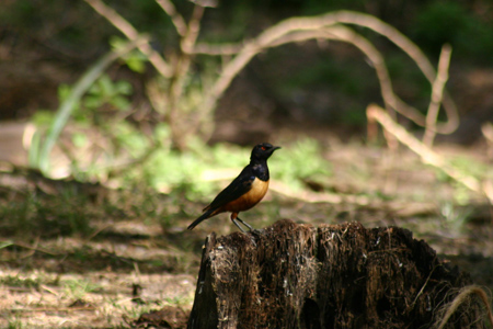 hillebrandt's starling