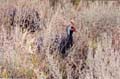 helmeted guineafowl2