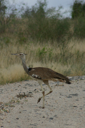 kori bustard2