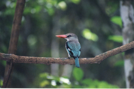 mangrove kingfisher