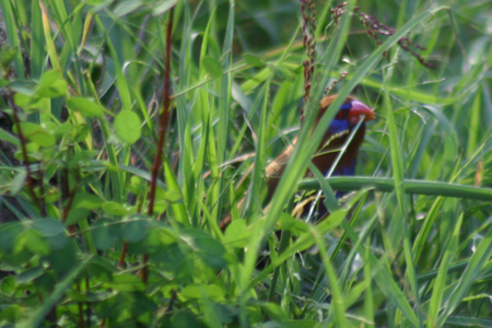 purple grenadier
