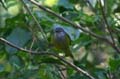 mountain greenbul