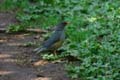 olive thrush