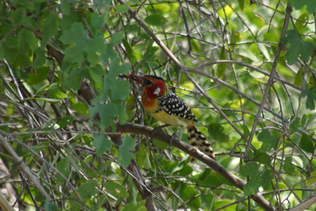 red-and-yellow barbet