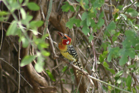 red-and-yellow barbet2