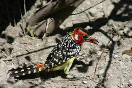 red-and-yellow barbet5