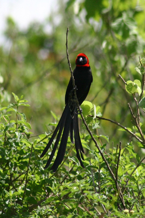 red-collared widowbird