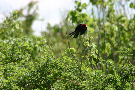 red-collared widowbird2