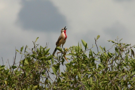 rosy-patched bush-shrike