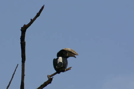 silvery-cheeked hornbill