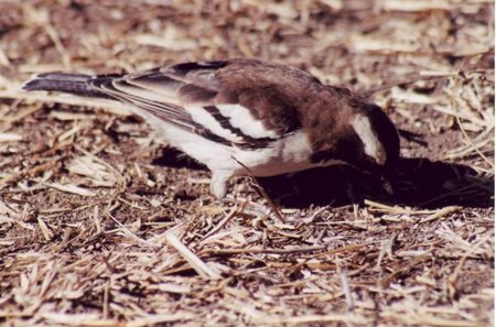 sparrow-weaver
