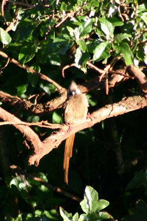 speckled mousebird