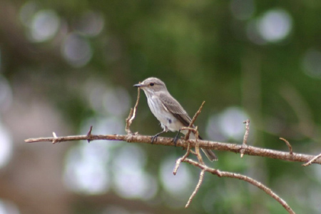spotted flycatcher