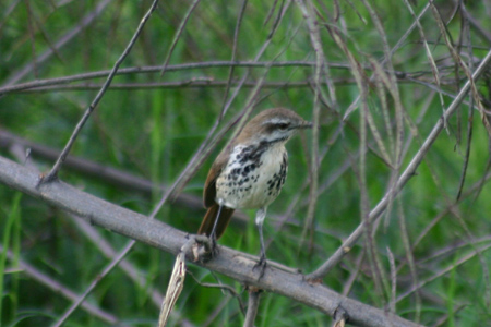 spotted morning-thrush