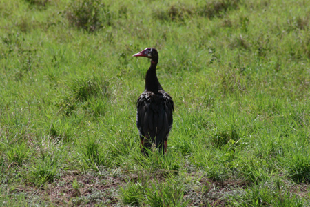 spur-winged goose