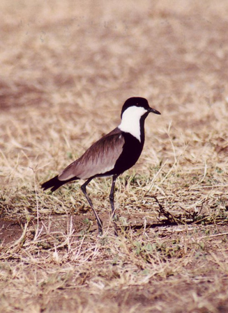 spur-winged lapwing