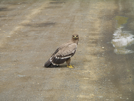 steppe eagle