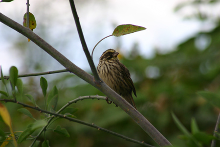 streaky seedeater