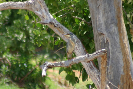 striated heron