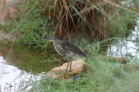 striated heron2