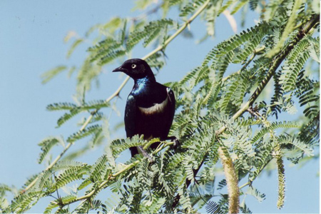 suberb starling