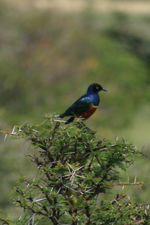 superb starling2