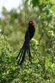 red-collared widowbird