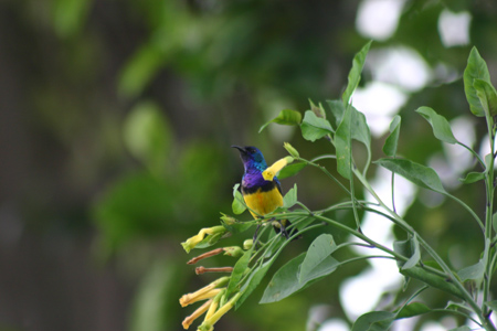 variable sunbird
