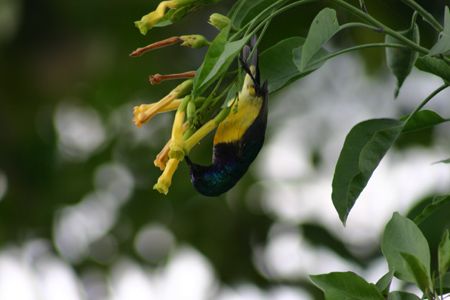 variable sunbird2