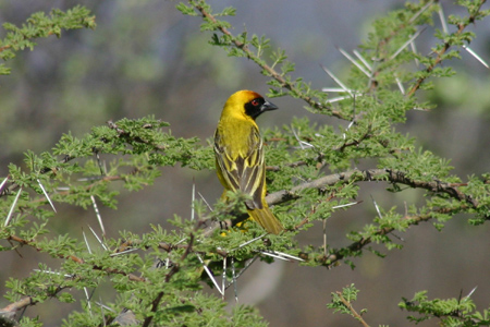 vitelline masked weaver3