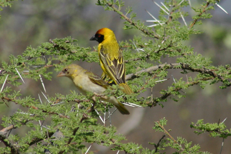 vitelline masked weaver4