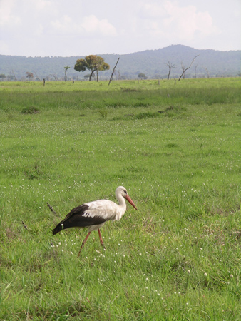 white stork