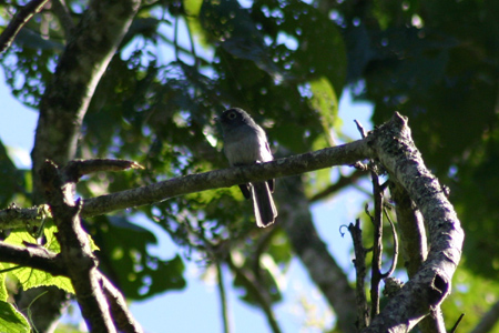 white-eyed slate flycatcher2
