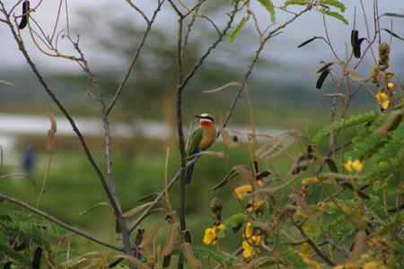white-fronted bee-eater