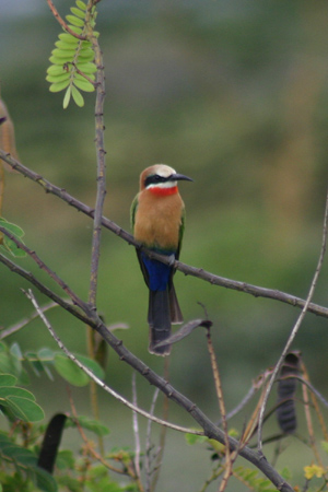 white-fronted bee-eater2