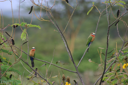 white-fronted bee-eater4