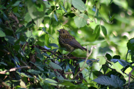 white-starred robin juvenile