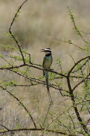 white-throated bee-eater