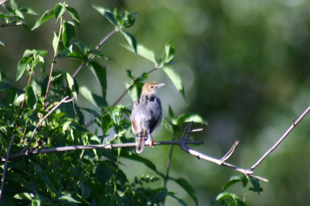 winding cisticola