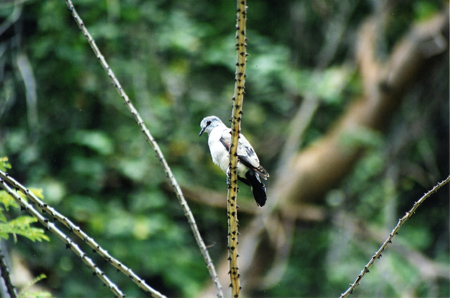 wood-dove sp