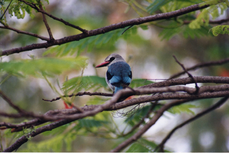 woodland kingfisher