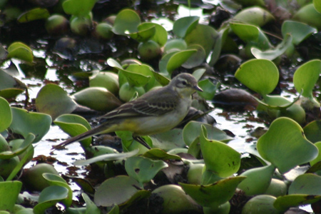 yellow wagtail