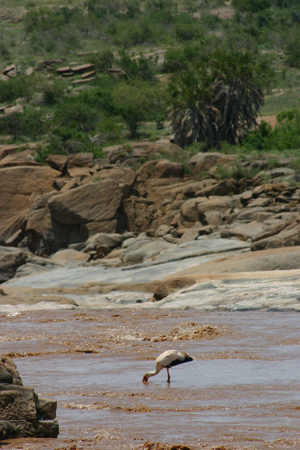 yellow-billed stork